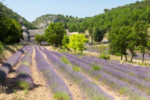 http://www.dreamstime.com/stock-photos-beautiful-landscape-provence-france-abbaye-de-senanque-near-village-gordes-vaucluse-region-image40478843